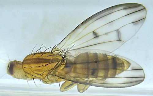 Opomyza germinationis